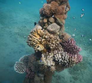 Säule am Nordriff - ein Fischkindergarten