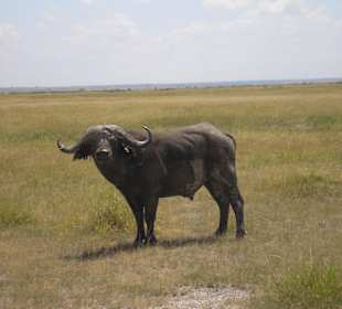 Büffel im Amboseli NP