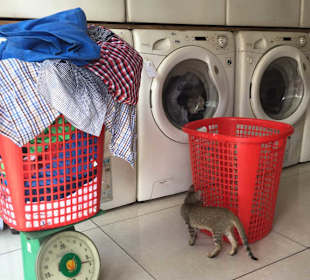 Präzionswaage für den Preis