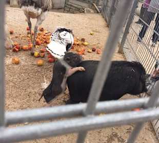 Kleines Ferkel