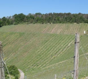 Bei einer Wanderung durch die Ramsthaler Weinberge
