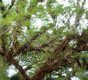 Bewachsener Baum