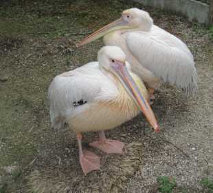 Zoo Punte Verde