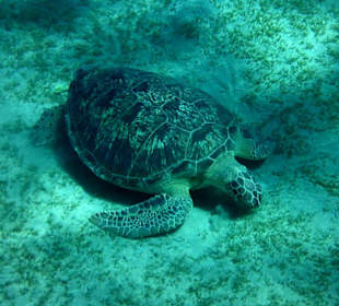 Schnorcheln Abu Dabbab