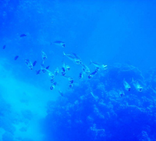 Meeresbewohner vom Riff Hotel Iberotel Coraya Beach