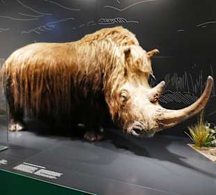 Ein anderes Wollnashorn