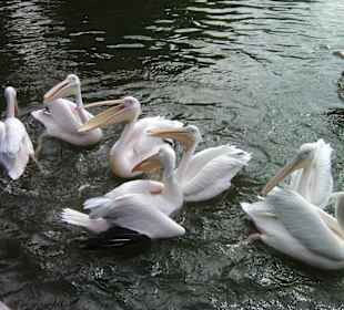 Pelikane bei der Fütterung