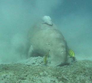 Seekuh beim Schnorchelausflug