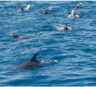 Marsa Alam Delphinschwimmen--Marsa Alam Ausflüge 