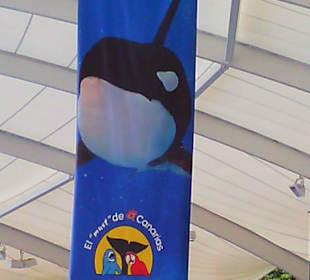 Ausflüge. Loro Park