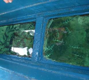 Ausflug Glasbodenboot Diani Beach
