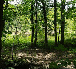 Imposante Lichtreflexe im Wald