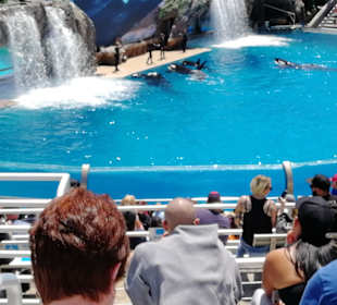 Die tägliche Liveshow mit den Orcas (großen Schwer