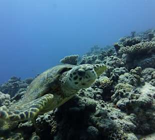 Schnorcheln Marsa Alam