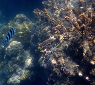 Underwater, fast am Hotelbeach