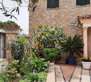 Impressionen mit Orangenbaum