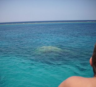 Bei der Delfintour am Riff