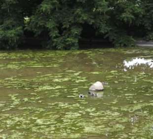 Millerntorspeier - Große Wallanlagen