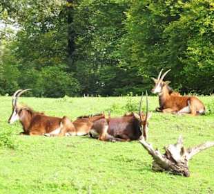 Impressionen aus dem Zoo Salzburg