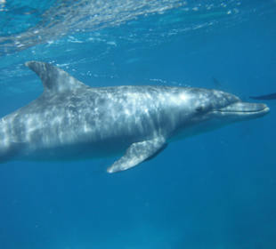 Traumhaft - Delfinausflug Mai 2014