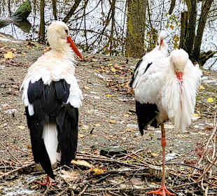 Weißstörche