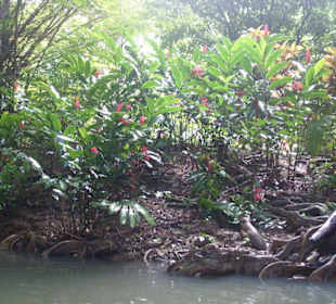 Indian River
