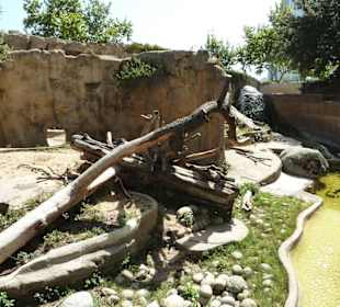 Gut gestaltete Braunbären Anlage