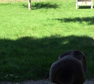 Schaukelweg an der Donau