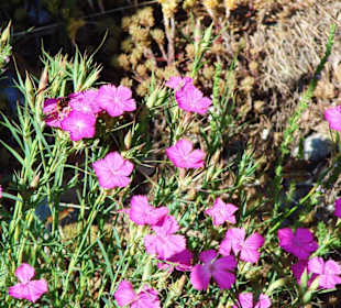 Wilde Blumen in der Enipeas Schlucht am Olymp
