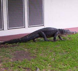 Alligator in den Everglades