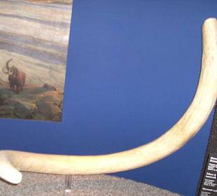 Mammutstoßzahn Gletschergarten Luzern