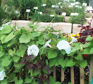 Kräutergarten im Hintergrund