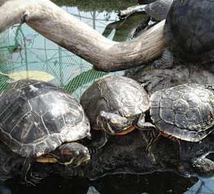Aquarium L’Oceanogràfic 