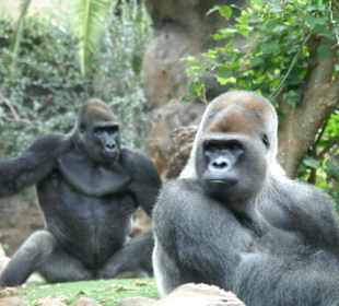 Geballte Muskelkraft