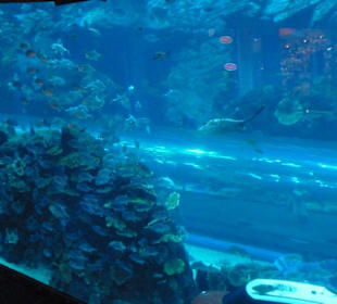 Aquarium in der Mall