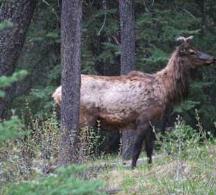 ....überraschend Besuch in der campsite