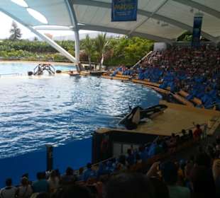 Orca Show