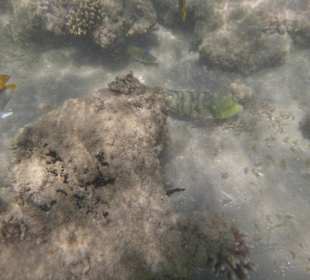 Schnorcheln Hurghada