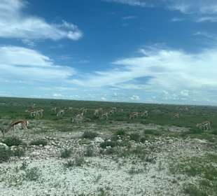 Etosha Natur Park