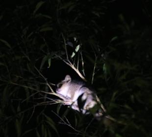 Nachtpirsch in Kirindy