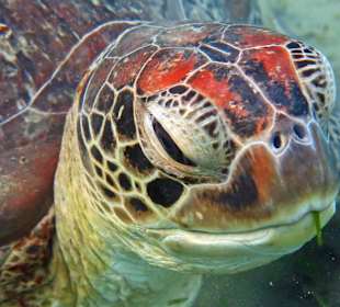 Schildkröte