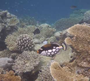 Leopardendrückerfisch