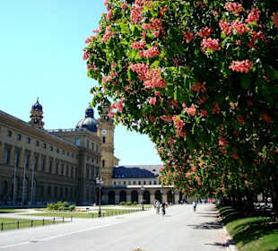 Blühende Kastanien am Hofgarten München