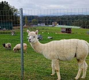 Alpaka
