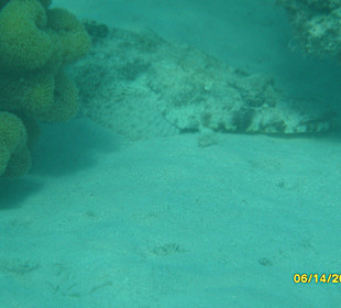 Teppich-Krokodilfisch