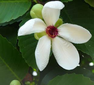 Exotische Blüten und Farben