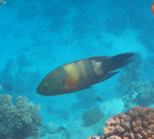 Schnorcheln Hausriff Bild 5