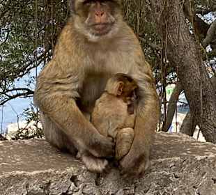 Affenfelsen und St. Michael's Cave