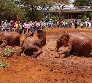 Schlamm baden, machen sie gern