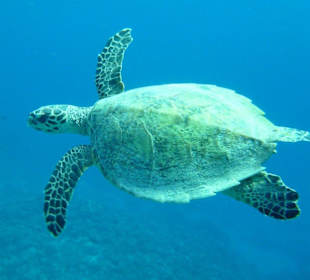 Meine erste Schildkröte auf einem Schnorchelausflug